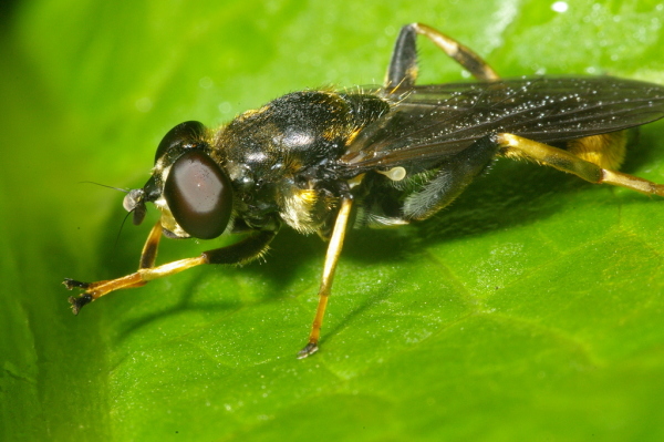 Skaliertes Bild Diptera, Syrphidae, Xylota sylvarum_2007_06_11--06-27-11.jpg 