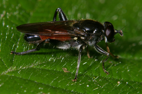 Skaliertes Bild Diptera, Syrphidae, Xylota_2008_06_09--15-12-36.jpg 