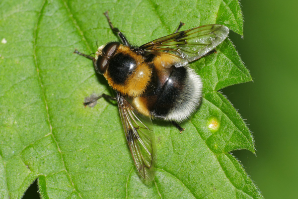 Skaliertes Bild Diptera, Syrphidae,_2020_05_20--08-27-27.jpg 