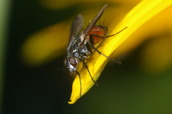 Skaliertes Bild Diptera, Tachinidae, Peleteria_2008_07_30--12-34-00.jpg 