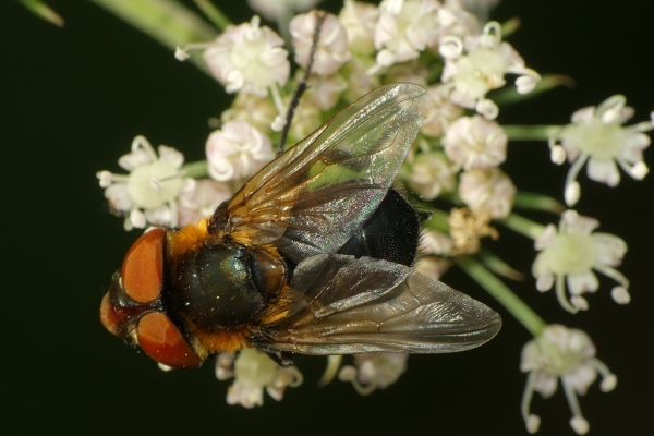 Skaliertes Bild Diptera, Tachinidae, Phasia_2020_08_27--10-04-03.jpg 