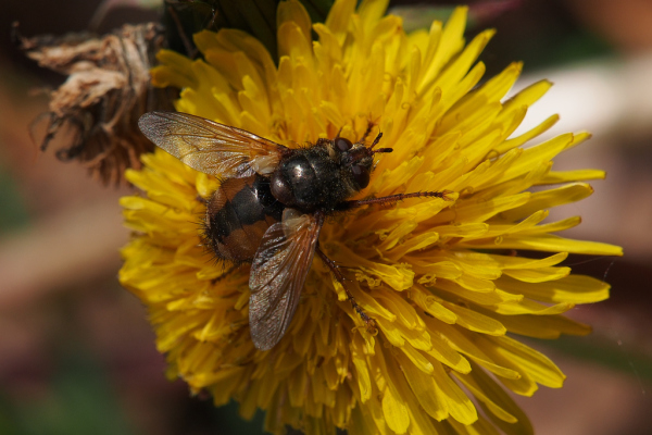 Skaliertes Bild Diptera, Tachinidae, Raupenfliege_2019_05_16--10-49-07.jpg 