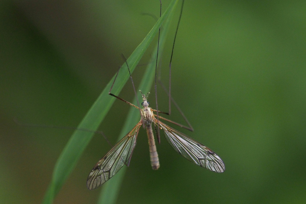 Skaliertes Bild Diptera, Tipulidae, Tipula_2019_05_16--11-37-24.jpg 