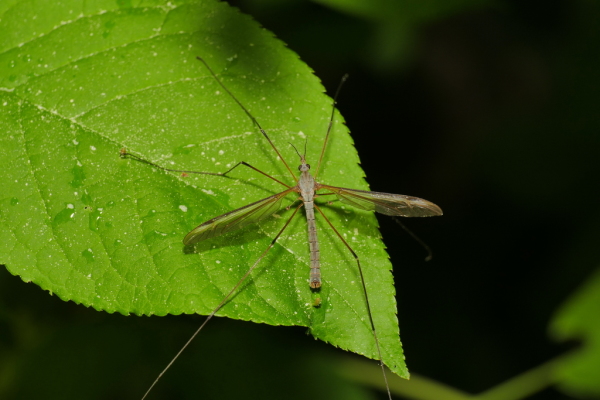 Skaliertes Bild Diptera, Tipulidae,_2020_04_20--08-44-29.jpg 