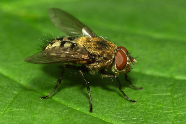 Skaliertes Bild Diptera,_2022_08_07--17-15-02.jpg 