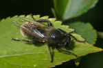 Vorschaubild Diptera, Asilidae, Laphria flava, Raubfliege_2006_08_26--16-45-26.jpg 