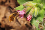 Vorschaubild Diptera, Bombyliidae, Bombylius major, Grosser Wollschweber_2018_04_10--09-34-42.jpg 