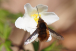 Vorschaubild Diptera, Bombyliidae, Bombylius major, Grosser Wollschweber_2020_03_17--14-46-47.jpg 