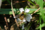Vorschaubild Diptera, Bombyliidae, Villa hottentotta_2020_06_24--09-05-27.jpg 