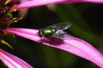 Vorschaubild Diptera, Calliphoridae, Lucilia caesar, Goldfliege_2011_08_07--17-23-03.jpg 