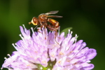 Vorschaubild Diptera, Conopidae, Sicus_2006_07_11--09-09-47.jpg 