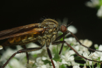 Vorschaubild Diptera, Empididae, Empis, Tanzfliege_2010_06_04--13-42-16.jpg 
