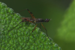Vorschaubild Diptera, Micropezidae, Micropeza_2008_06_14--11-18-26.jpg 
