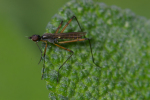 Vorschaubild Diptera, Micropezidae, Micropeza_2008_06_14--11-19-20.jpg 