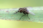 Vorschaubild Diptera, Muscidae, Graphomya_2016_09_02--13-31-03.jpg 