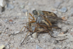 Vorschaubild Diptera, Rhagionidae, Rhagio scolopaceus, Schnepfenfliege, Paarung_2008_05_23--13-15-24.jpg 