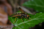 Vorschaubild Diptera, Syrphidae, Caliprobola_2005_05_29--15-12-34.jpg 