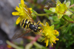 Vorschaubild Diptera, Syrphidae, Chrysotoxum cautum_2012_08_02--13-06-08.jpg 