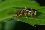 Vorschaubild Diptera, Syrphidae, Chrysotoxum intermedium_2006_06_23--10-59-53.jpg 