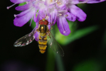 Vorschaubild Diptera, Syrphidae, Episyrphus balteatus_2010_07_25--11-10-00.jpg 