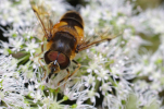 Vorschaubild Diptera, Syrphidae, Eristalis lineata_2011_09_06--09-17-09.jpg 