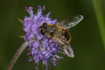 Vorschaubild Diptera, Syrphidae, Eristalis pertinax_2008_08_18--12-17-03.jpg 