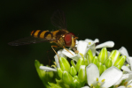 Vorschaubild Diptera, Syrphidae, Eupeodes corollae_2010_05_08--13-10-51.jpg 