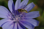 Vorschaubild Diptera, Syrphidae, Eupeodes corollae_2013_08_02--08-17-09.jpg 