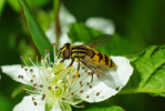 Vorschaubild Diptera, Syrphidae, Helophilus pendulus_2009_09_07--11-30-40.jpg 