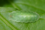 Vorschaubild Diptera, Syrphidae, Larve_2008_05_24--16-36-18.jpg 