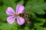 Vorschaubild Diptera, Syrphidae, Meliscaeva cinctella_2005_05_27--09-07-41.jpg 