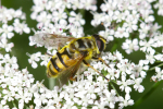 Vorschaubild Diptera, Syrphidae, Myathropa florea_2005_06_18--10-37-09.jpg 
