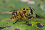 Vorschaubild Diptera, Syrphidae, Myathropa florea_2006_09_01--14-12-13.jpg 