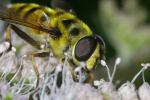 Vorschaubild Diptera, Syrphidae, Myathropa florea_2008_08_17--12-53-08.jpg 
