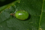 Vorschaubild Diptera, Syrphidae, Puppe_2006_07_12--07-41-22.jpg 