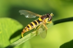 Vorschaubild Diptera, Syrphidae, Sphaerophoria scripta, beim Eier legen_2015_09_07--10-31-13.jpg 