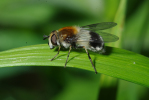 Vorschaubild Diptera, Syrphidae, Volucella_2010_05_21--13-37-42.jpg 