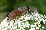 Vorschaubild Diptera, Tabanidae, Tabanus sudeticus, Bremse_2005_07_03--13-08-40.jpg 