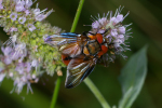 Vorschaubild Diptera, Tachinidae, Phasia hemiptera, Raupenfliege_2008_08_10--14-52-20.jpg 