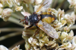 Vorschaubild Diptera, Tachinidae, Tachina, Raupenfliege_2011_09_06--09-21-16.jpg 