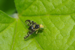 Vorschaubild Diptera, Tephritidae, Rhagoletis cerasi, Kirschbohrfliege_2012_05_07--13-41-37.jpg 