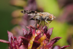 Vorschaubild Diptera, Tephritidae,_2018_06_08--07-03-05.jpg 