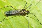 Vorschaubild Diptera, Tipulidae, Nephrotoma crocata_2009_06_08--12-42-09.jpg 