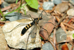Vorschaubild Diptera, Tipulidae, Nephrotoma crocata_2009_06_08--12-42-50.jpg 