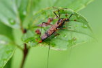 Vorschaubild Diptera, Tipulidae, Nephrotoma crocata_2019_07_12--12-09-35.jpg 