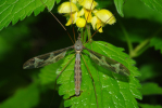 Vorschaubild Diptera, Tipulidae, Tipula maxima, Riesenschnake_2010_05_31--11-07-44.jpg 