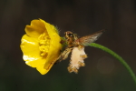 Vorschaubild Entomophthorales, Fliegentoeterpilz_2018_04_24--08-17-53.jpg 