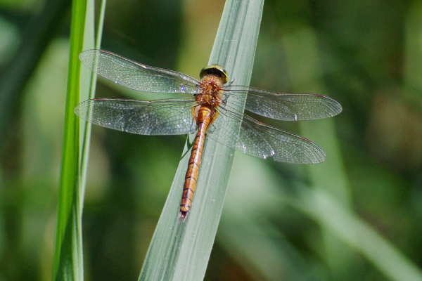 Skaliertes Bild Odonata, Aeshnidae, Aeschna isoceles, Keilfleck-Mosaikjungfer_2020_06_01--15-21-46.jpg 