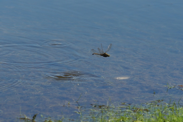 Skaliertes Bild Odonata, Eiablage_2017_08_14--13-59-56.jpg 