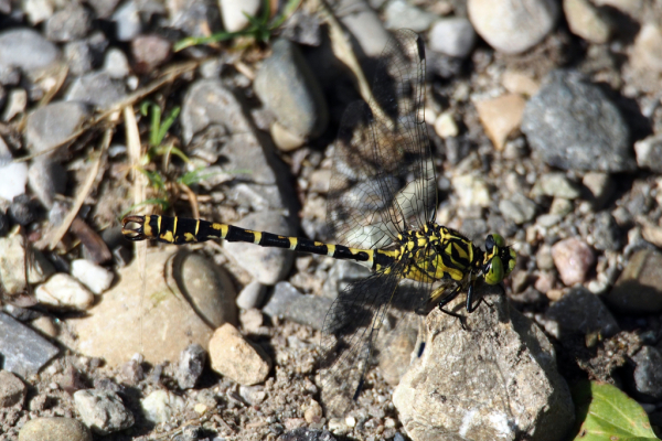 Skaliertes Bild Odonata, Gomphidae, Onychogomphus forcipatus, Kleine Zangenlibelle_2016_08_13--14-58-13.jpg 